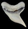 Fossil Tiger Shark Tooth - Lee Creek (Aurora), NC #47662-1